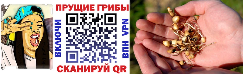 MEGA ТОР Аткарск площадка как зайти купить наркотики цена Галлюциногенные грибы Psilocybine cubensis